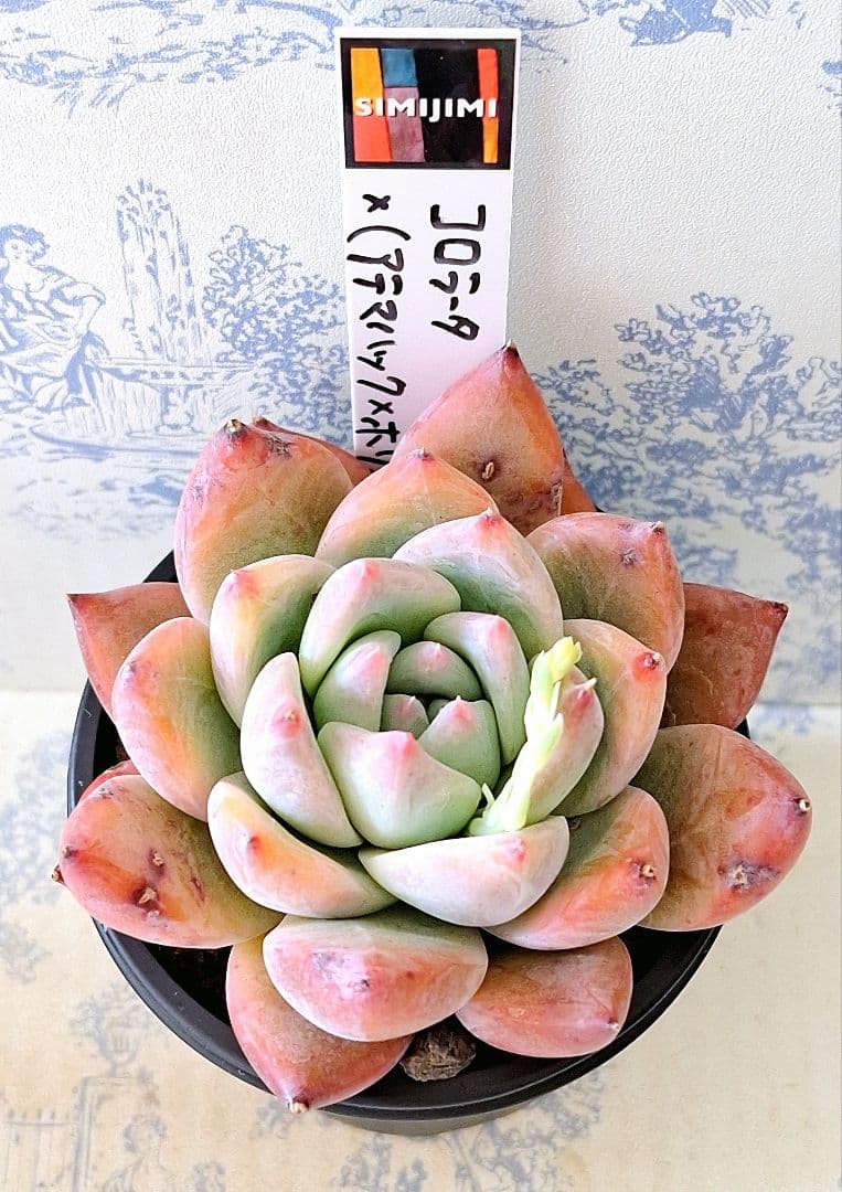 コロラータ×(アテマハック×ホリコロ)札付きポットごとsimijimiさん苗