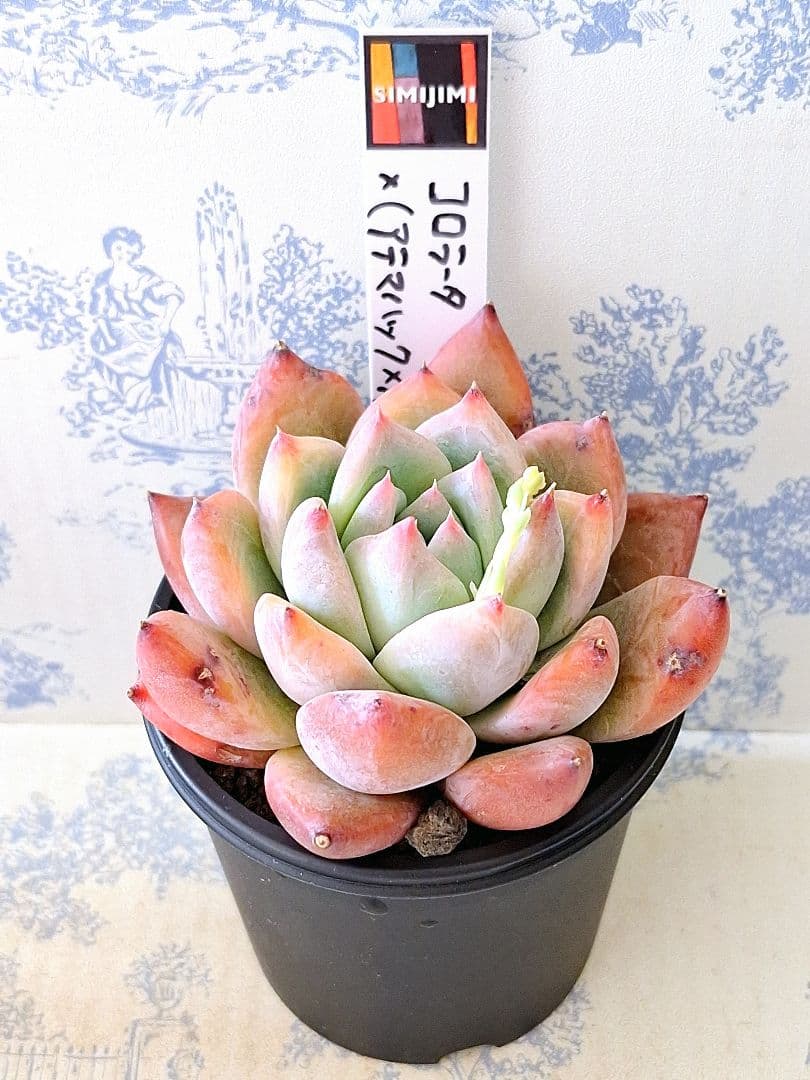 コロラータ×(アテマハック×ホリコロ)札付きポットごとsimijimiさん苗