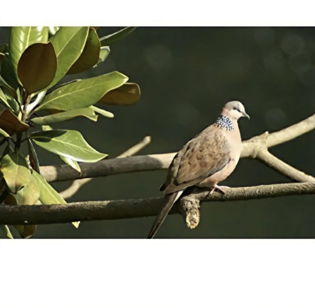 FUJIFILMミラーレス用！超望遠ズームレンズ！ホワイト白い白色！初心者袋付き