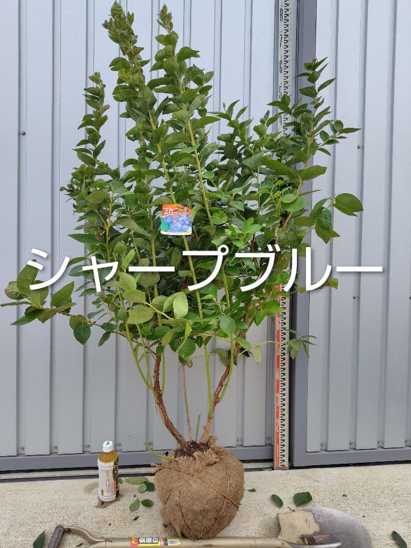 ブルーベリー苗　シャープブルー大苗