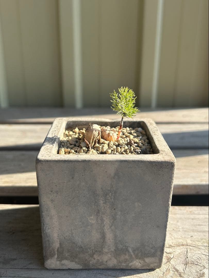 現物　エリオスペルマム　パラドクサム　霧氷玉　四角鉢のまま発送　ケープバルブ