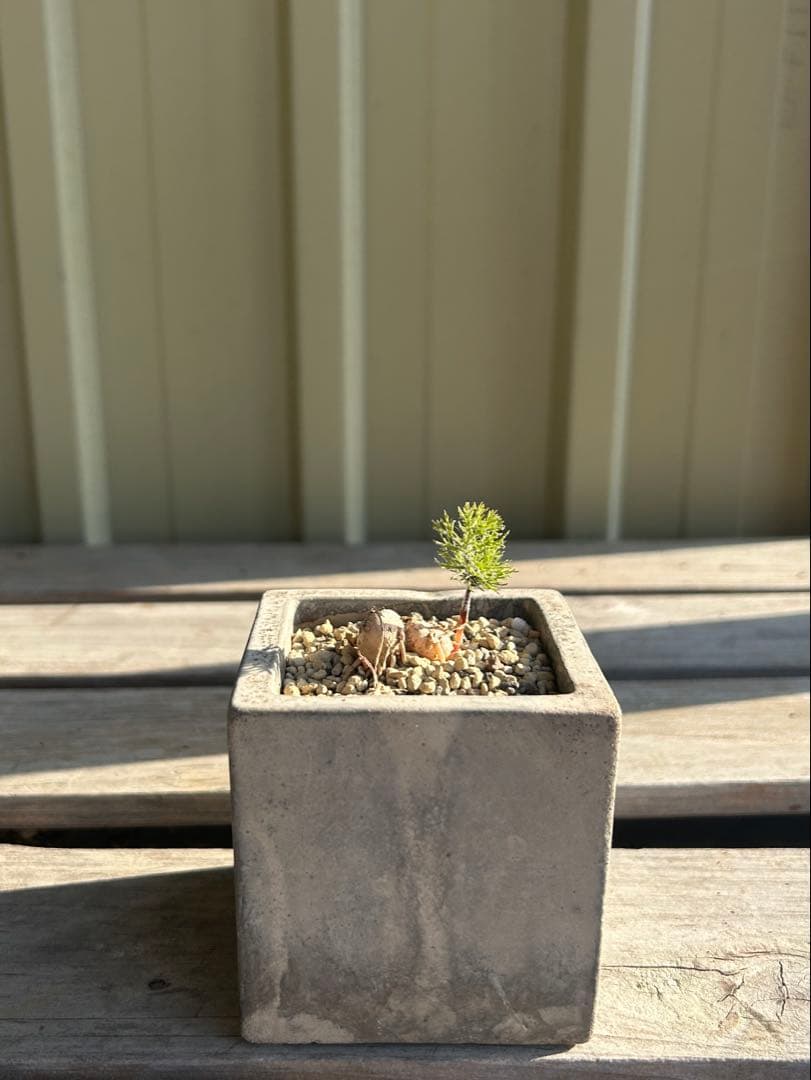 現物　エリオスペルマム　パラドクサム　霧氷玉　四角鉢のまま発送　ケープバルブ