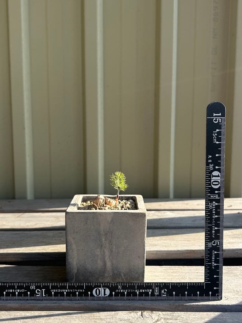 現物　エリオスペルマム　パラドクサム　霧氷玉　四角鉢のまま発送　ケープバルブ