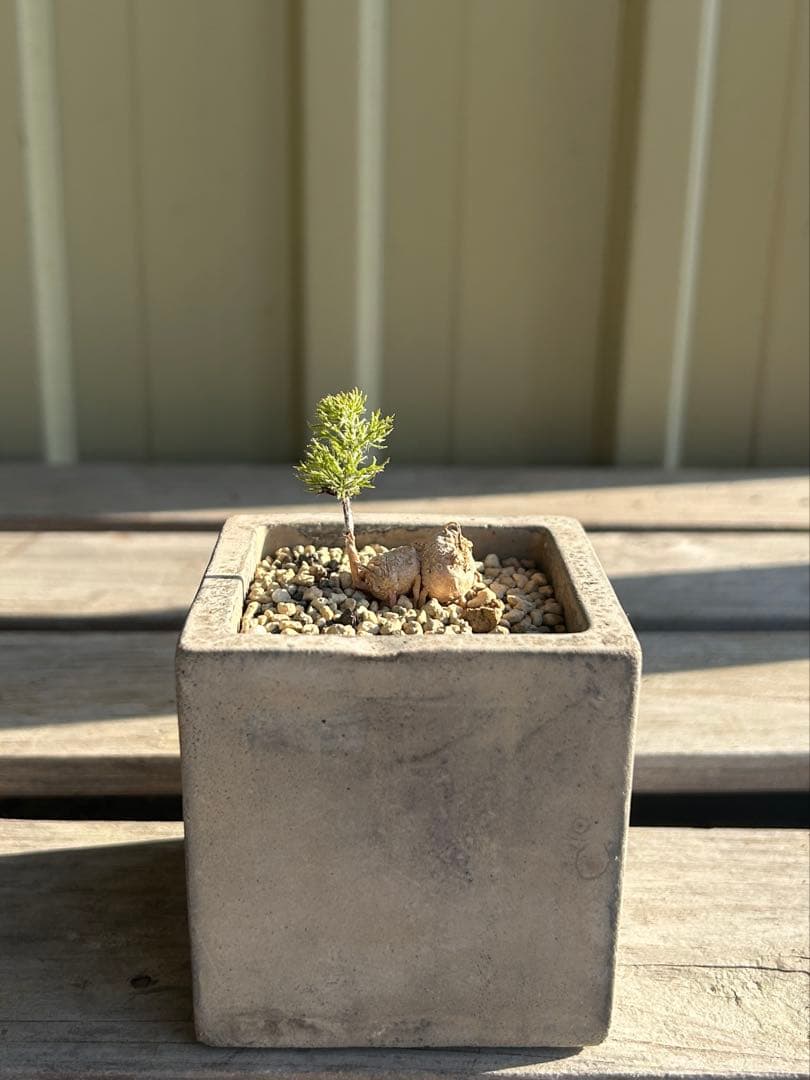 現物　エリオスペルマム　パラドクサム　霧氷玉　四角鉢のまま発送　ケープバルブ