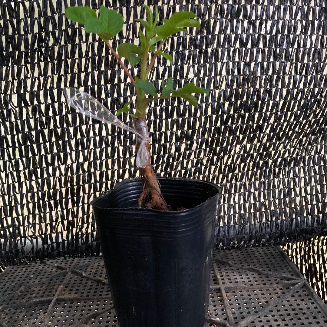 バラ苗 切りバラ苗．バラ苗．