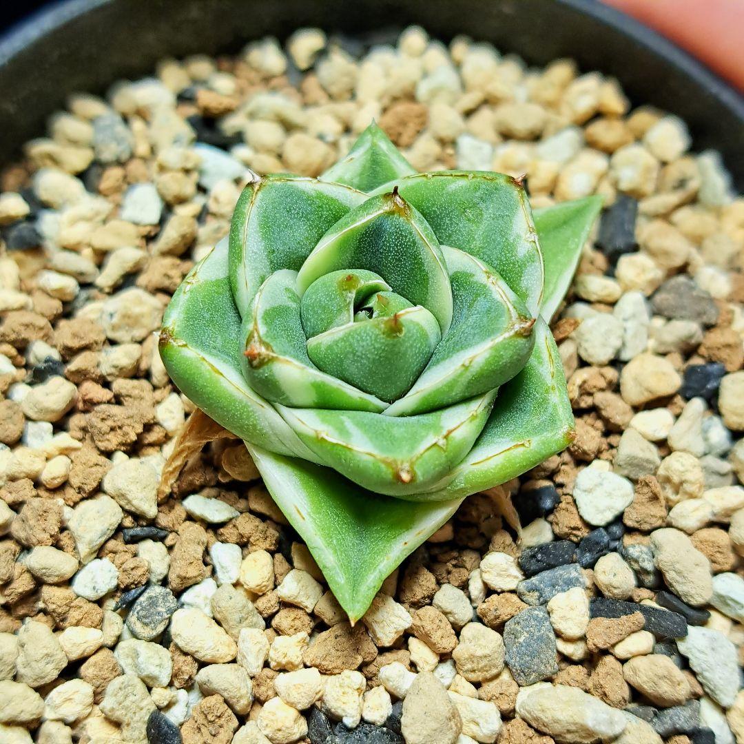 ★自家繁殖株★育成株★　王妃笹の雪a型　白覆輪　アガベ④