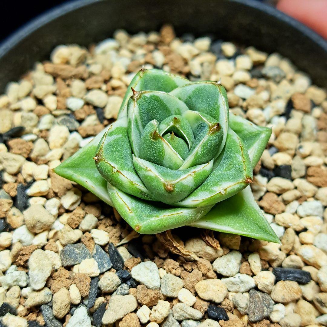 ★自家繁殖株★育成株★　王妃笹の雪a型　白覆輪　アガベ④