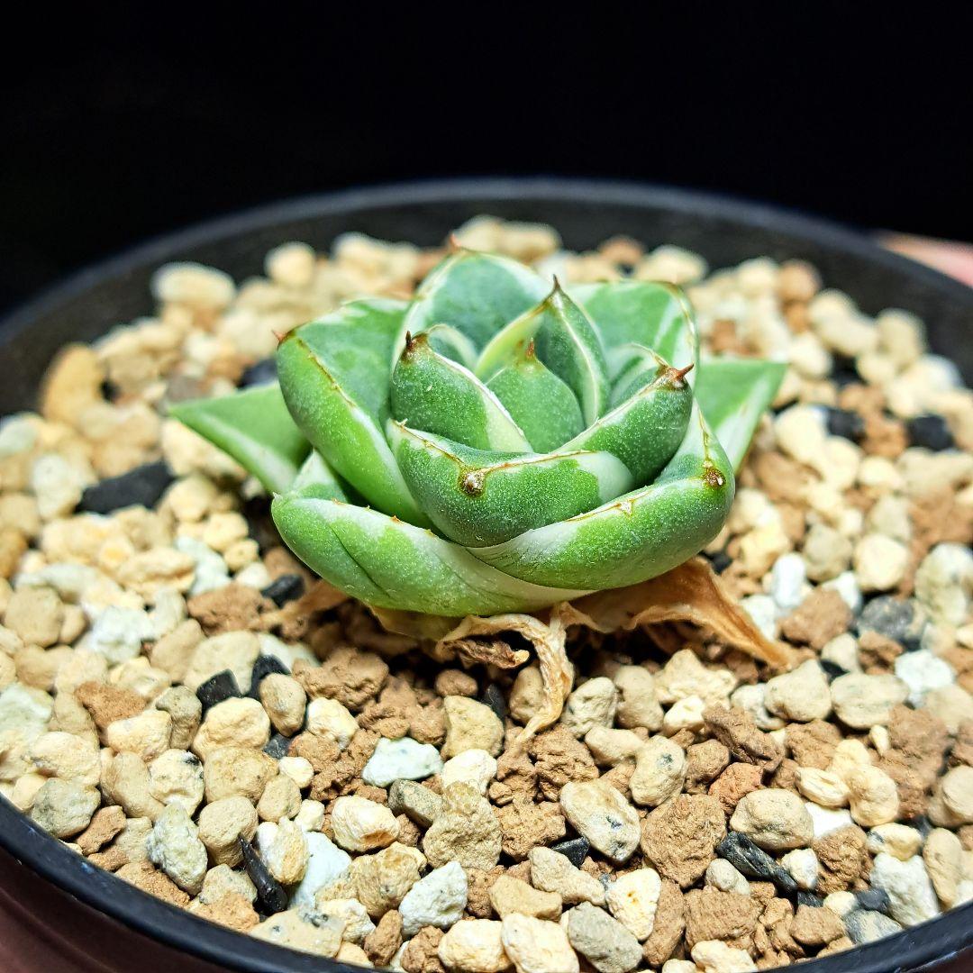 ★自家繁殖株★育成株★　王妃笹の雪a型　白覆輪　アガベ④