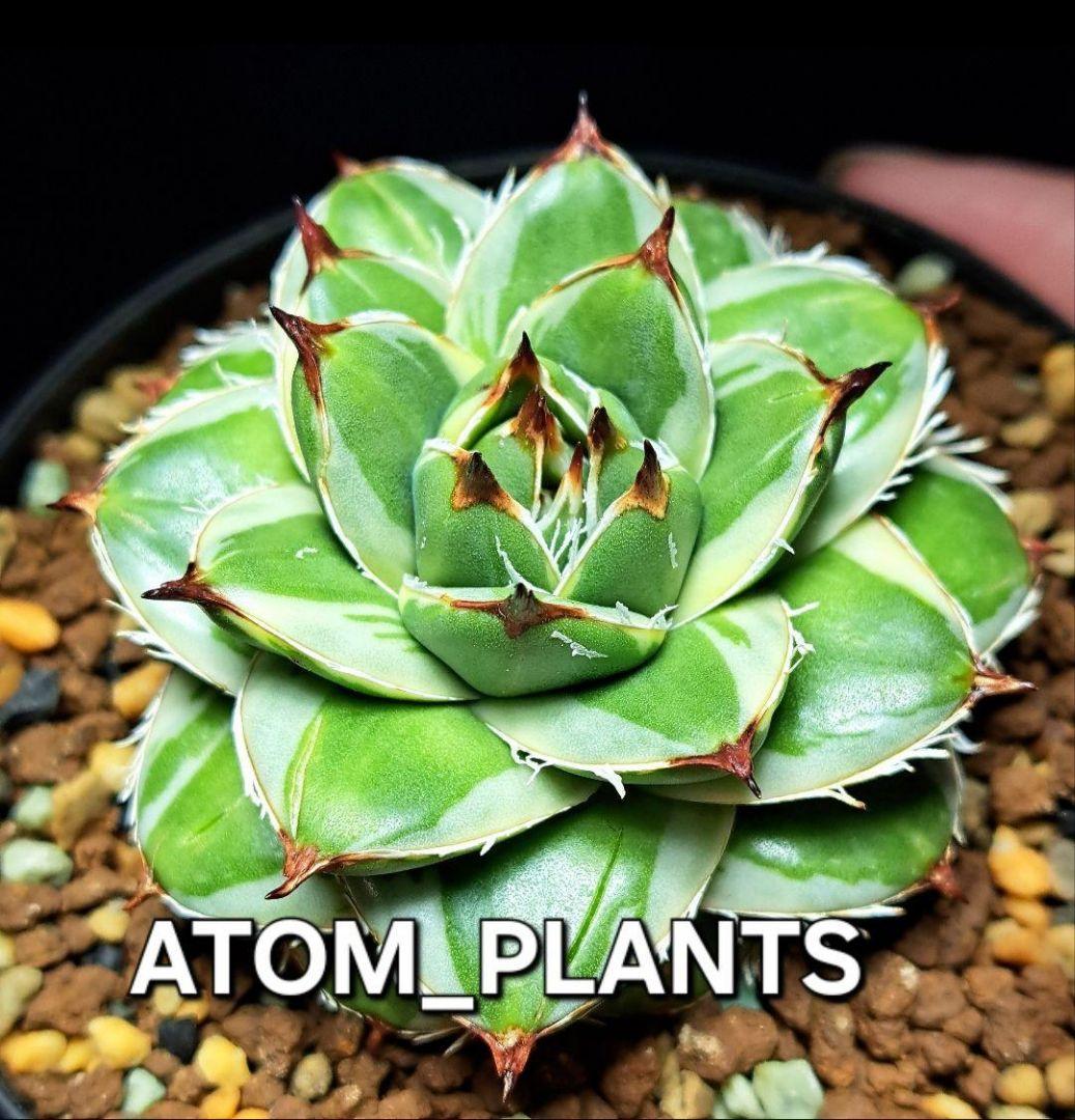 ★自家繁殖株★育成株★　王妃笹の雪a型　白覆輪　アガベ④