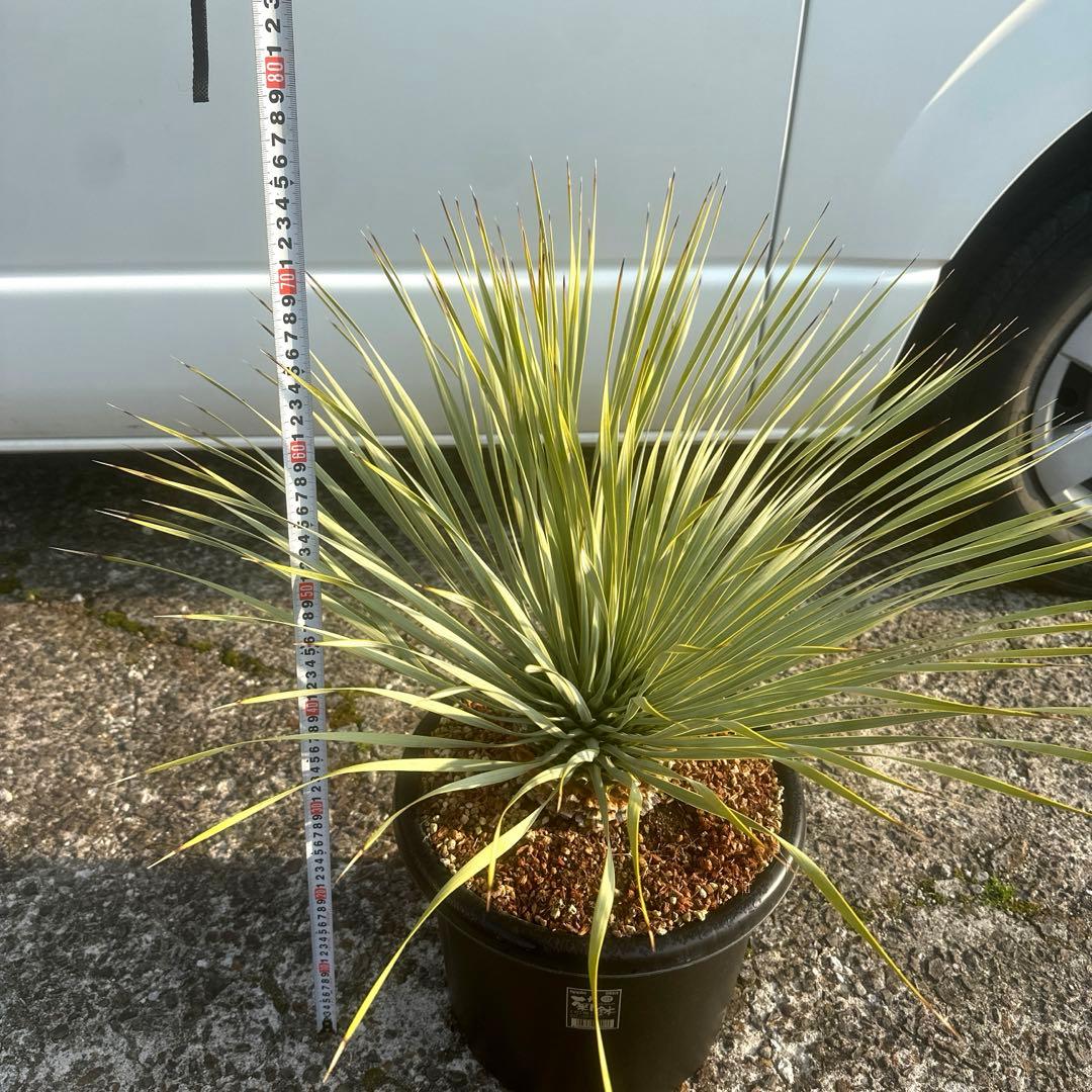 『300円スタート』ユッカ ロストラータ選抜株　菊鉢10号　ドライガーデン