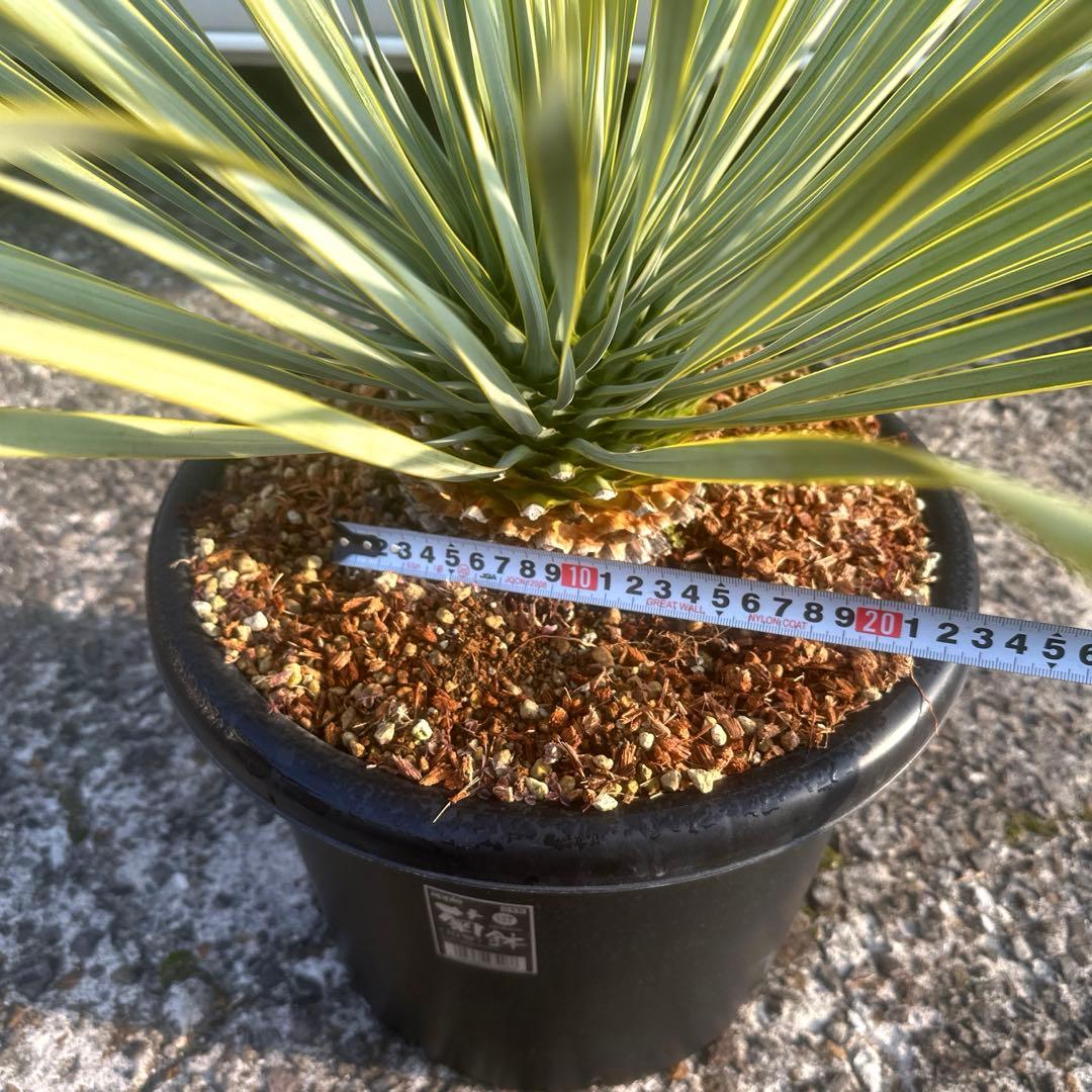 『300円スタート』ユッカ ロストラータ選抜株　菊鉢10号　ドライガーデン