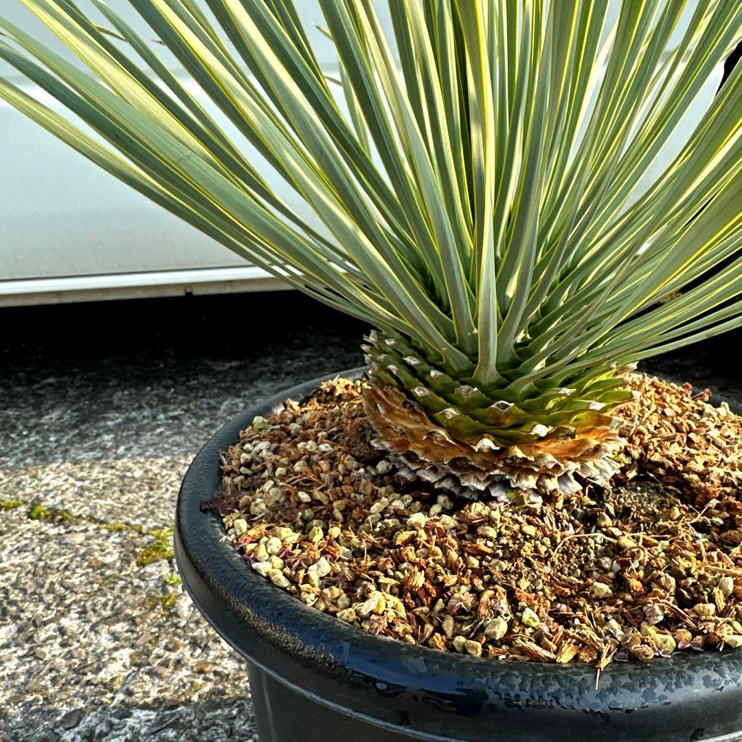 『300円スタート』ユッカ ロストラータ選抜株　菊鉢10号　ドライガーデン