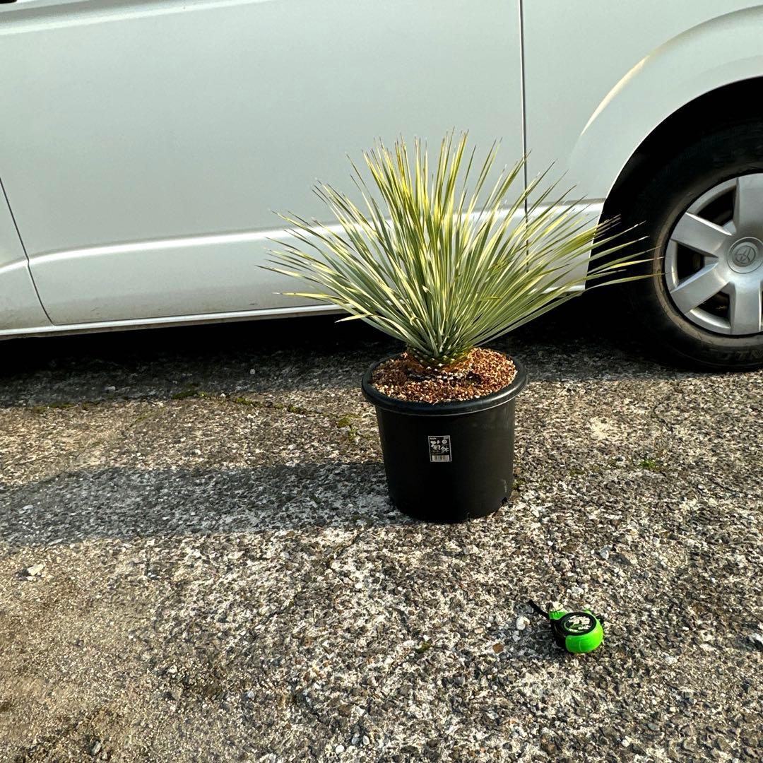 『300円スタート』ユッカ ロストラータ選抜株　菊鉢10号　ドライガーデン