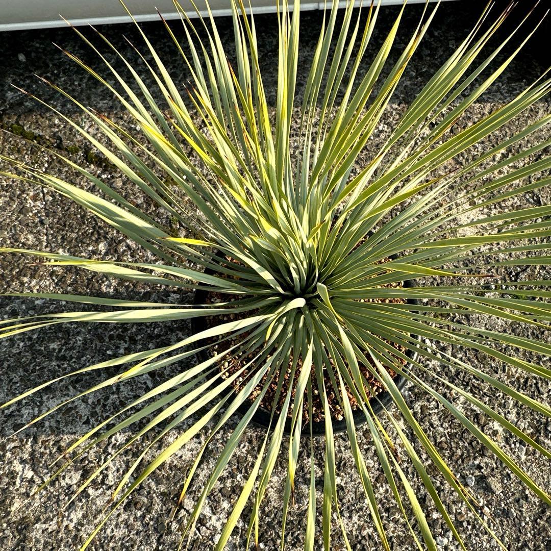 『300円スタート』ユッカ ロストラータ選抜株　菊鉢10号　ドライガーデン