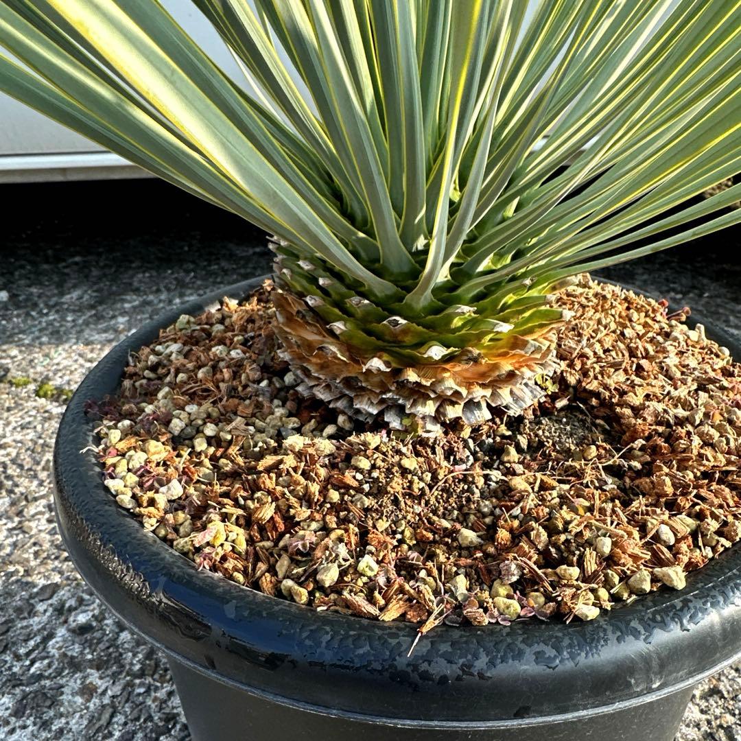 『300円スタート』ユッカ ロストラータ選抜株　菊鉢10号　ドライガーデン