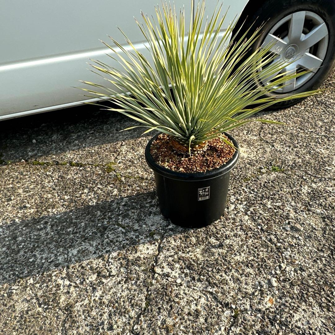 『300円スタート』ユッカ ロストラータ選抜株　菊鉢10号　ドライガーデン