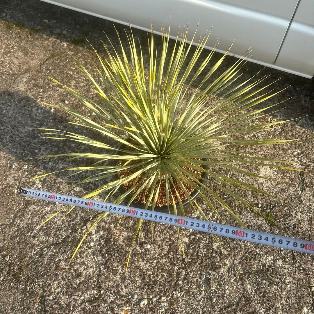 『300円スタート』ユッカ ロストラータ選抜株　菊鉢10号　ドライガーデン