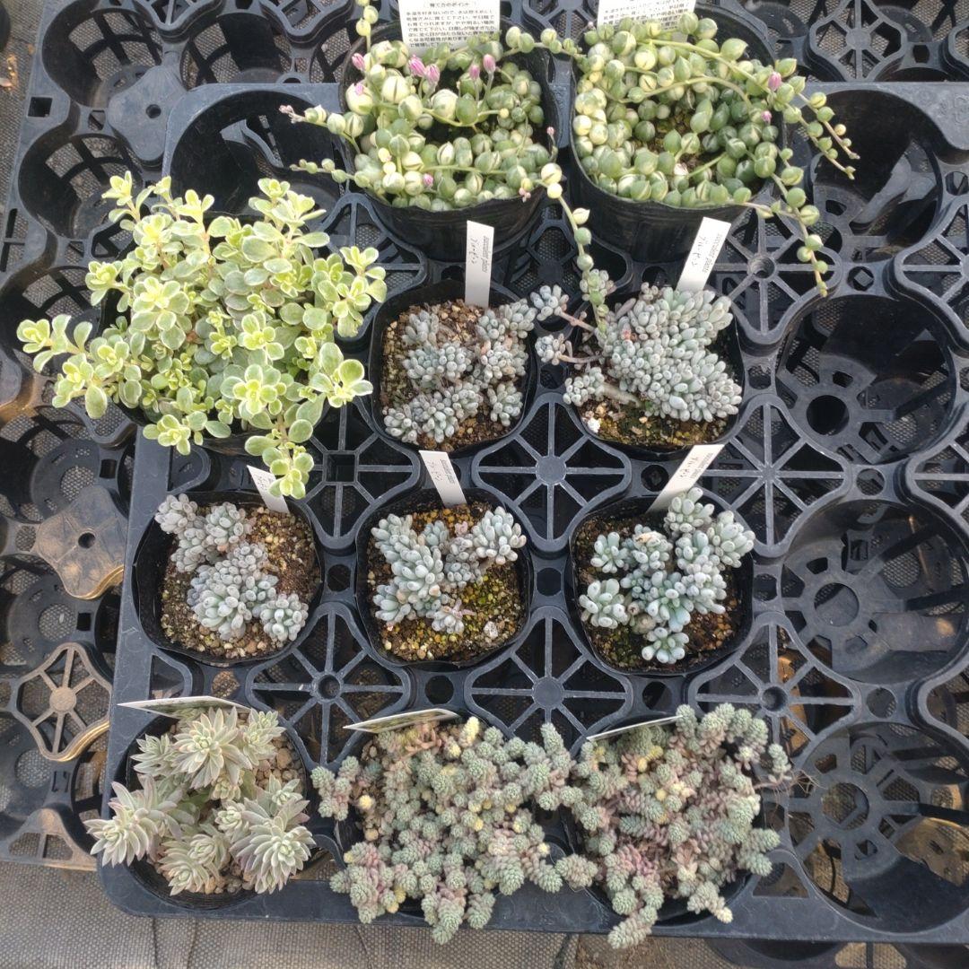 むーさんさん専用