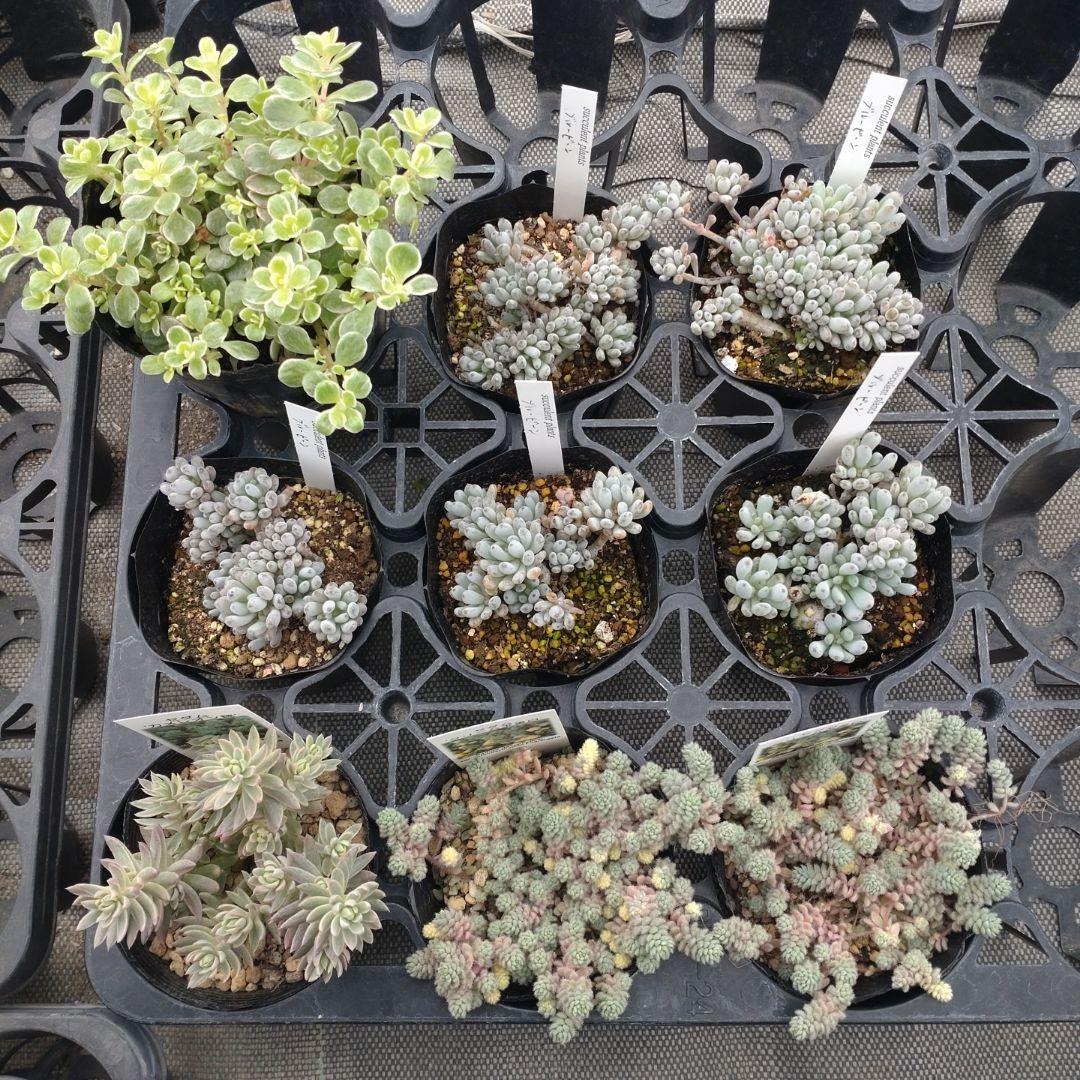 むーさんさん専用