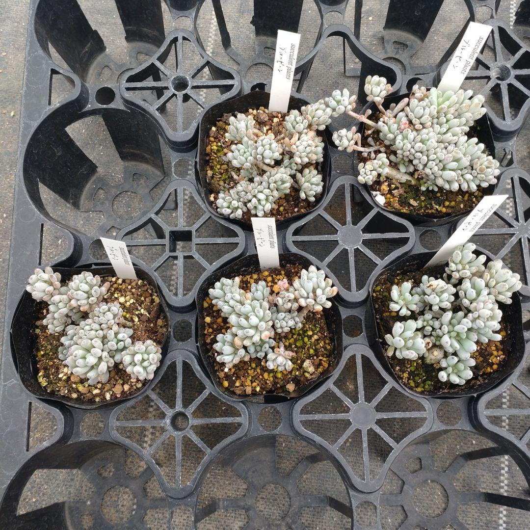 むーさんさん専用