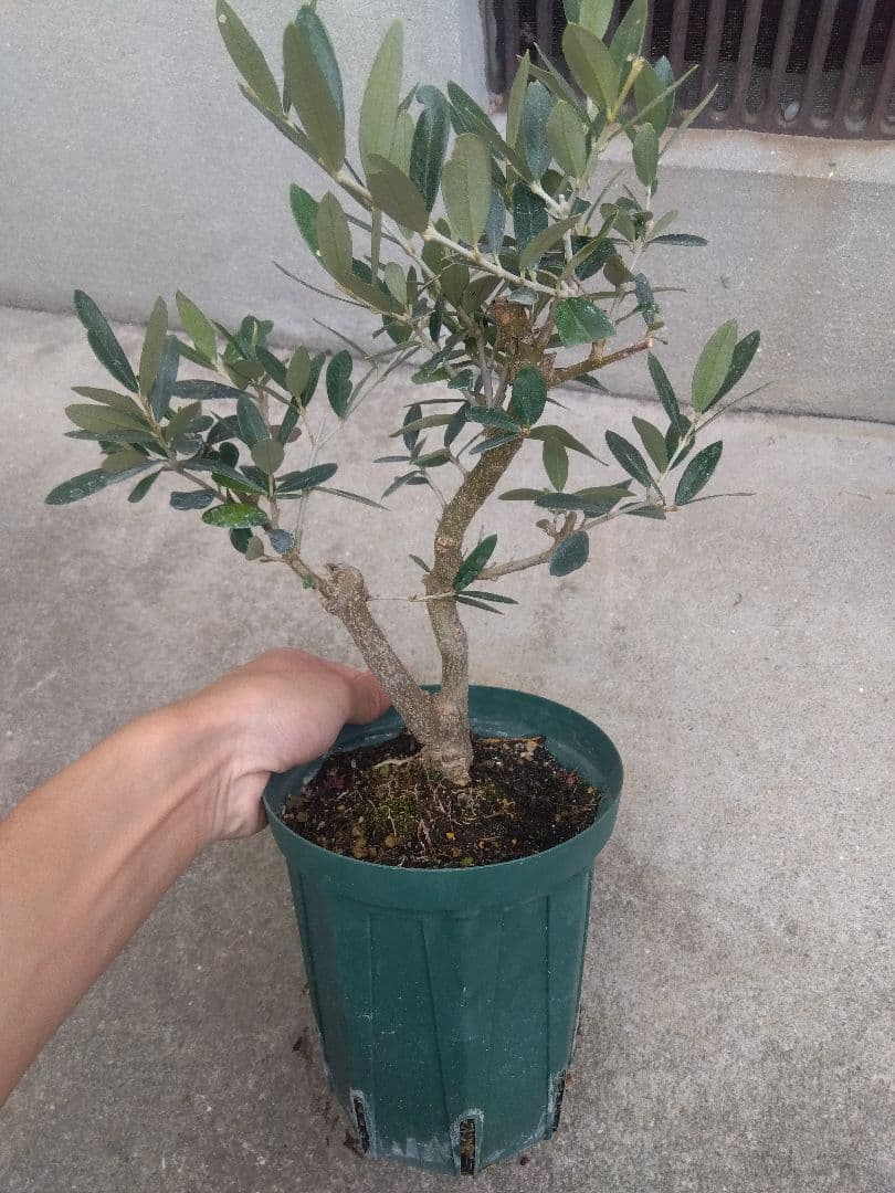 Mana Mana　オリーブ５号鉢つき