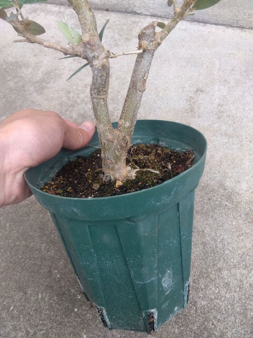 Mana Mana　オリーブ５号鉢つき