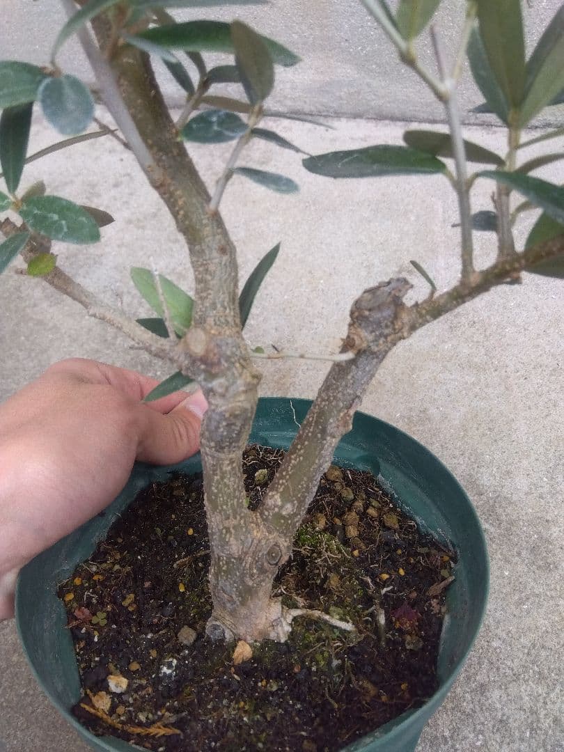 Mana Mana　オリーブ５号鉢つき