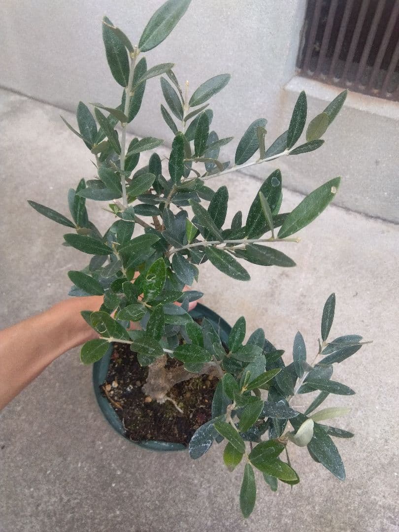 Mana Mana　オリーブ５号鉢つき