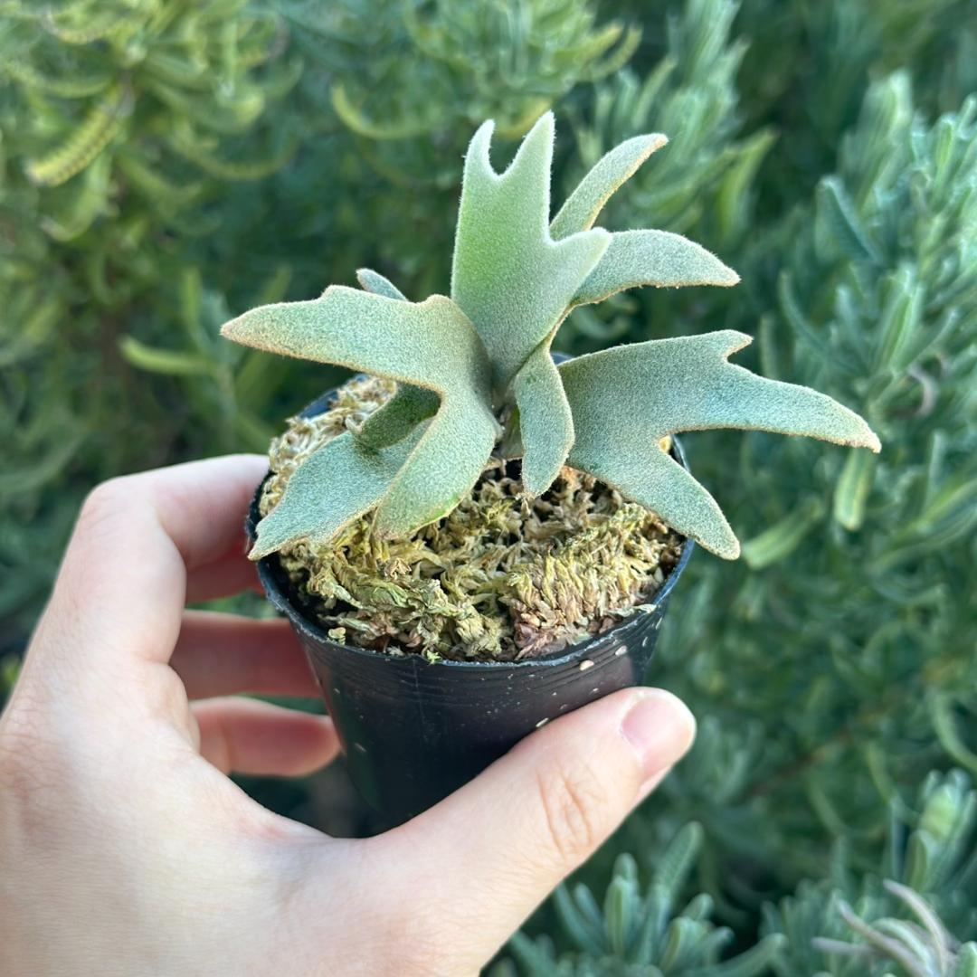 P. willinckii ’Jenny’ TC 229