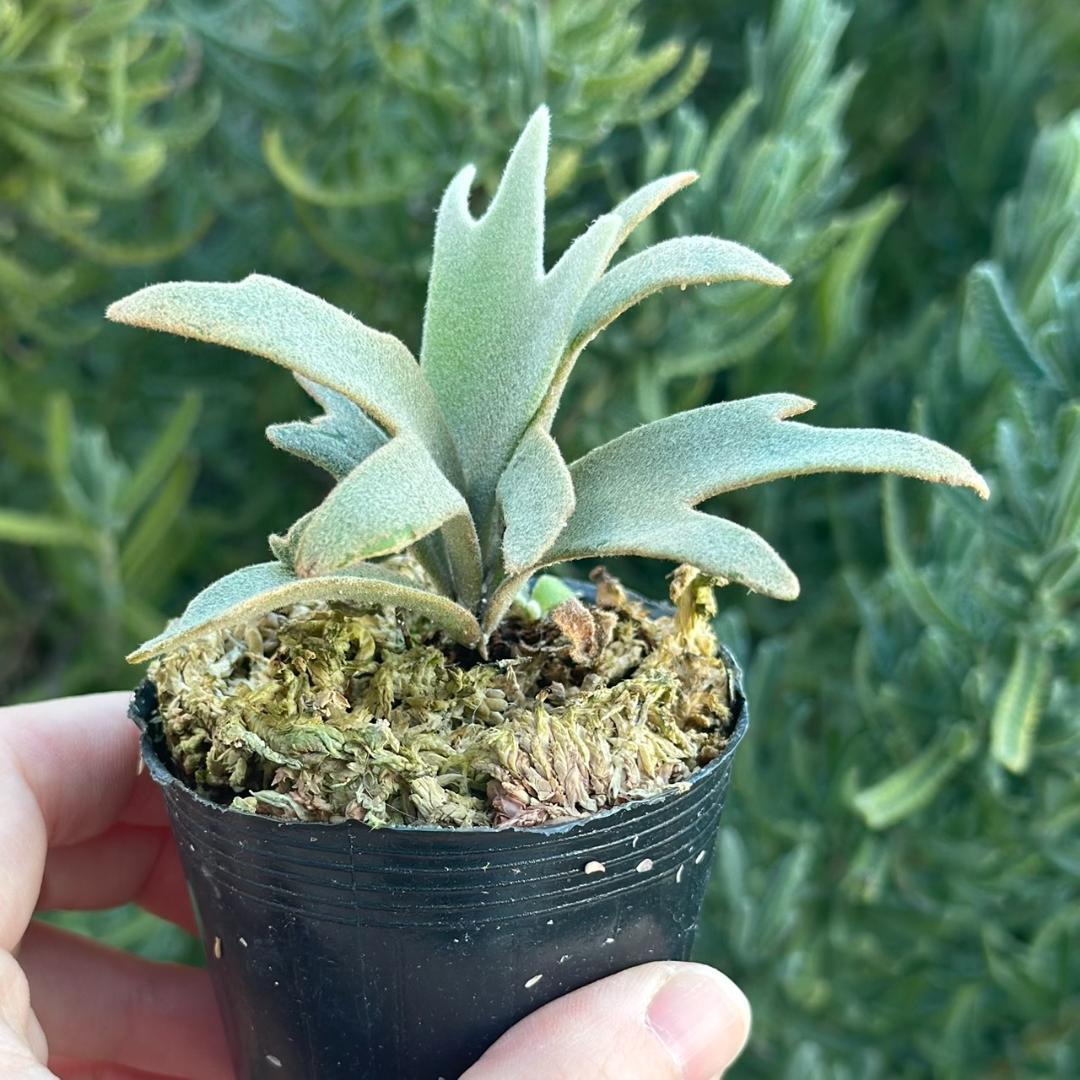 P. willinckii ’Jenny’ TC 229