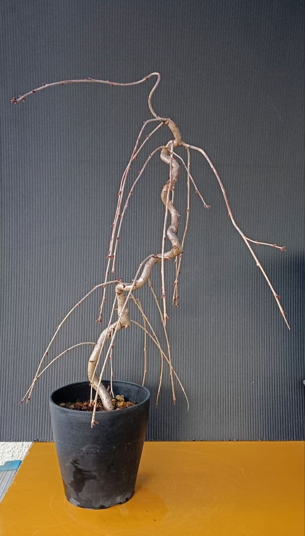富士枝垂桜盆栽 3