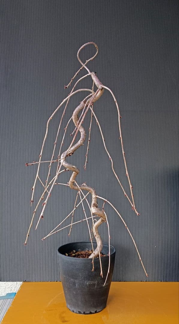 富士枝垂桜盆栽 3