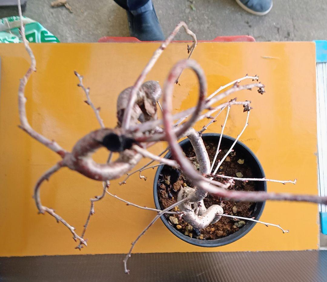 富士枝垂桜盆栽 3