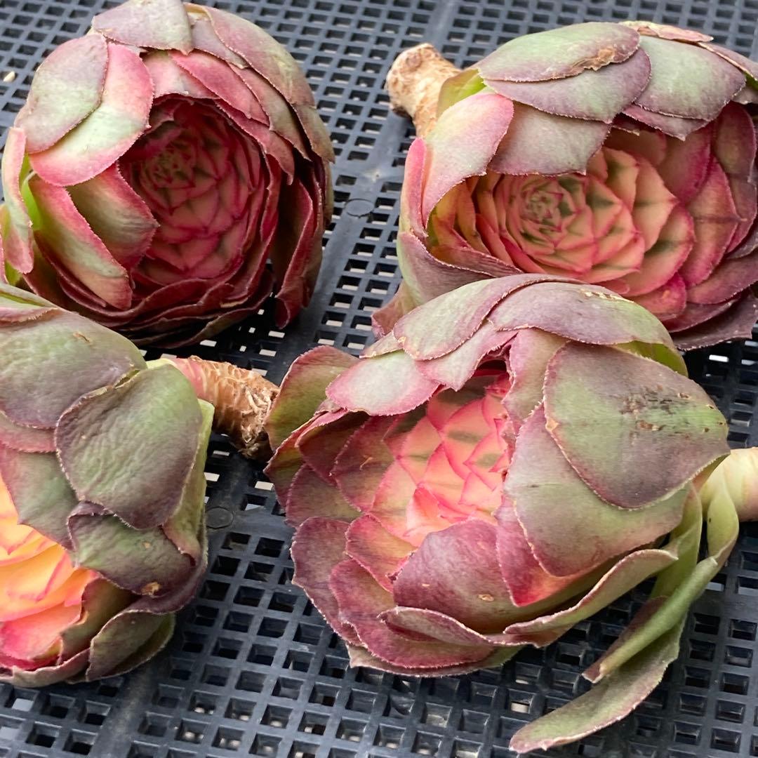 アエオニウム　韓国苗　プリンセス　多肉植物　ポコ多肉