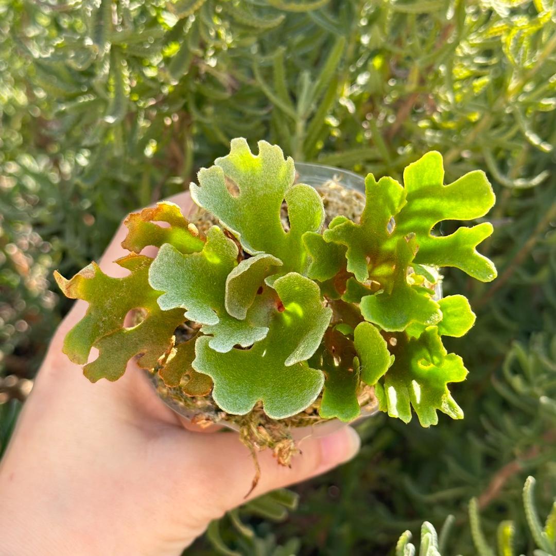 ビカクシダ P.ridleyi dwarf silver 4209