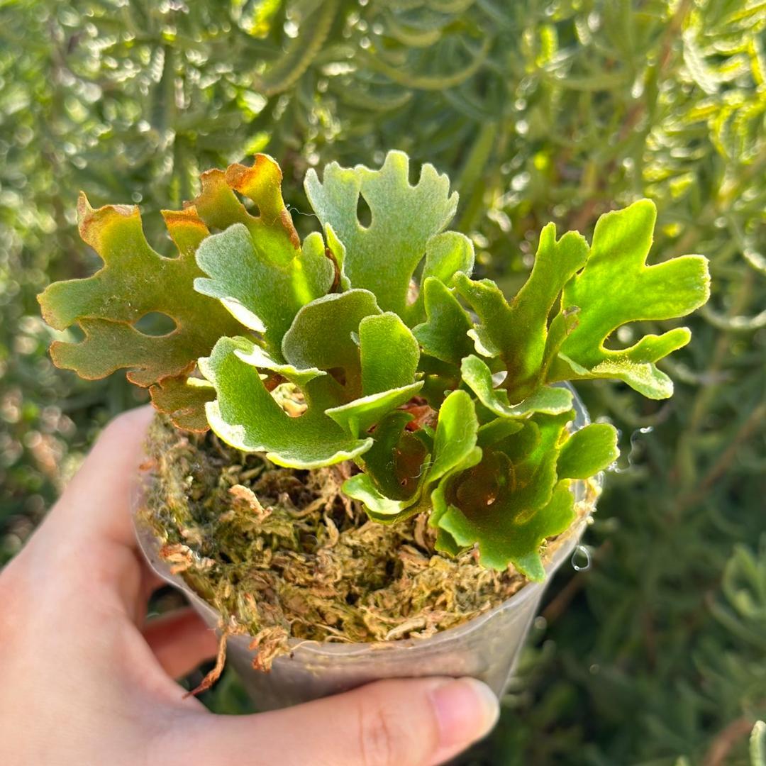 ビカクシダ P.ridleyi dwarf silver 4209