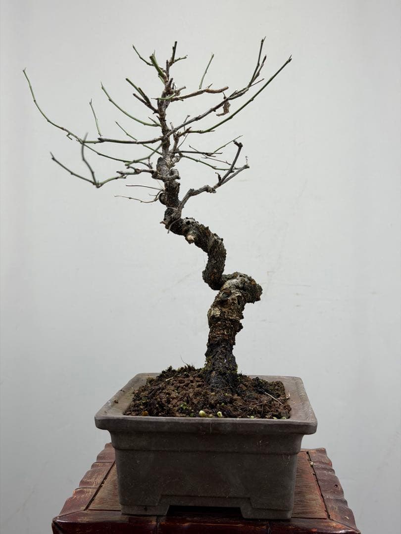 【ガチ盆栽】野梅　実生