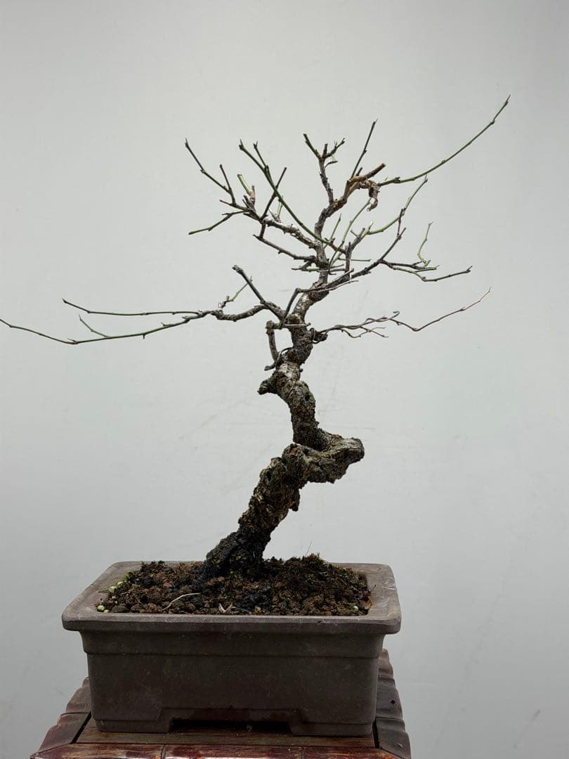 【ガチ盆栽】野梅　実生