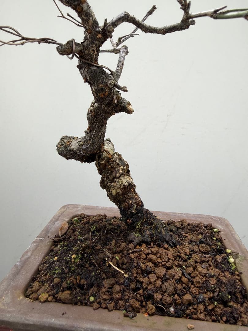 【ガチ盆栽】野梅　実生