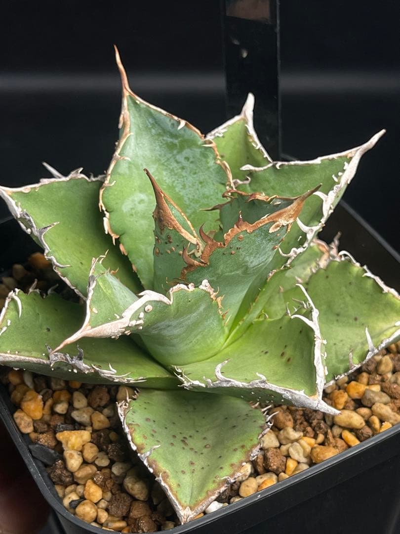 EMP アガベ チタノタ 星空　中株 / ブツブツ系 AG1-905