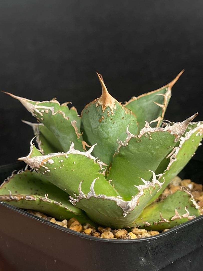 EMP アガベ チタノタ 星空　中株 / ブツブツ系 AG1-905