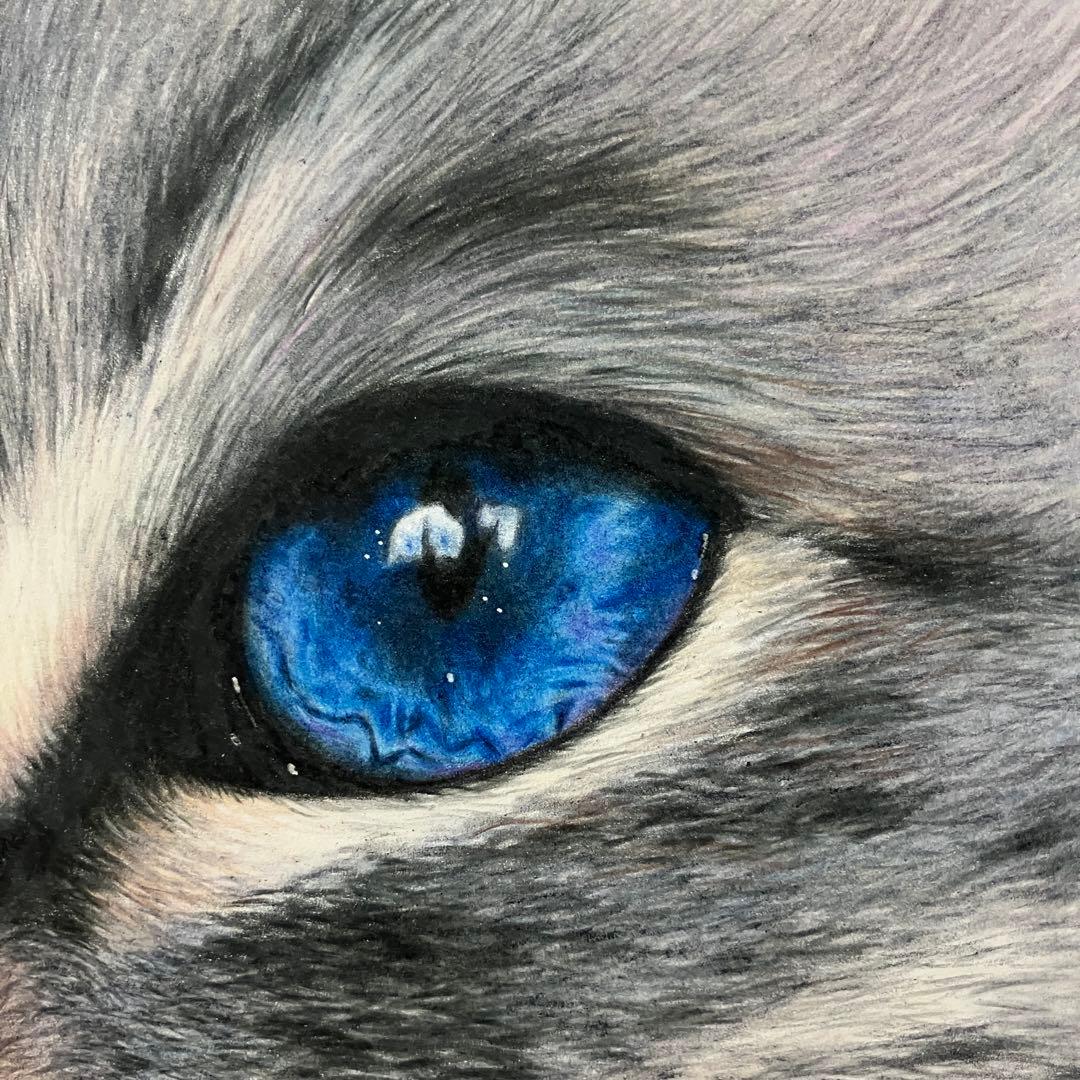 CAT 色鉛筆画