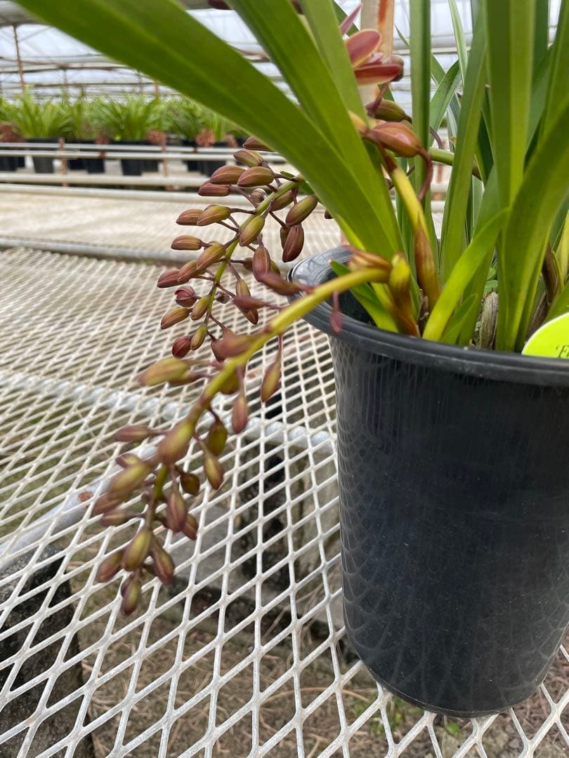 R8年キンリョウヘン花芽3本#11