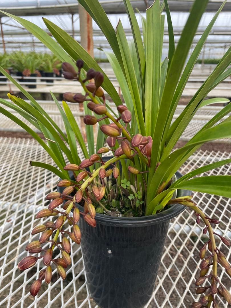 R8年キンリョウヘン花芽3本#11