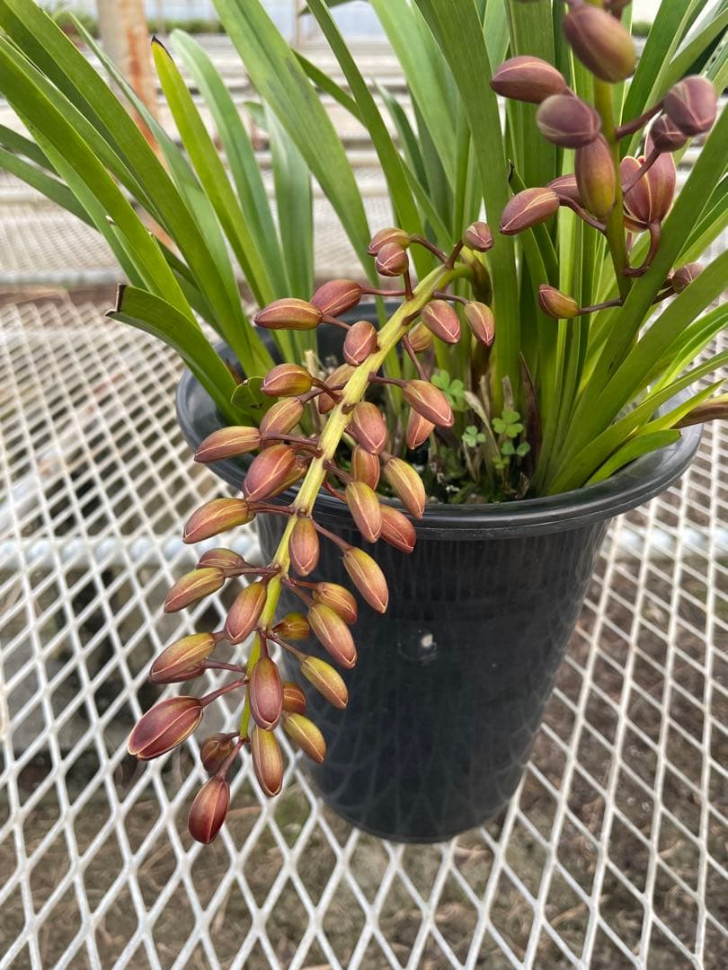 R8年キンリョウヘン花芽3本#11