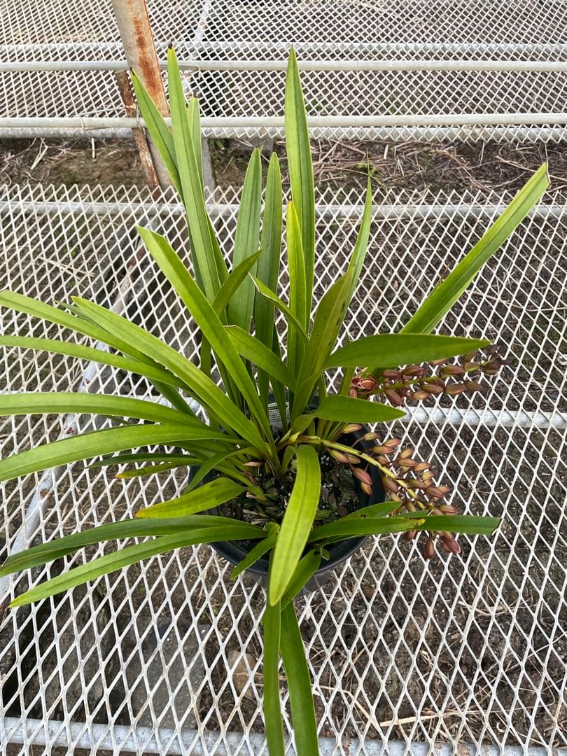 R8年キンリョウヘン花芽3本#11