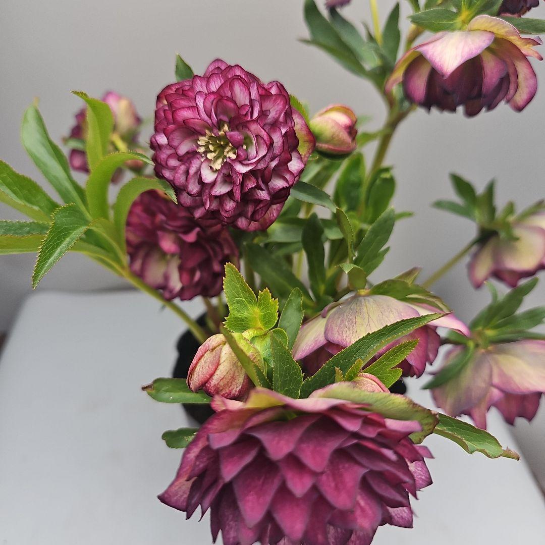 クリスマスローズレッド多弁系二種植え