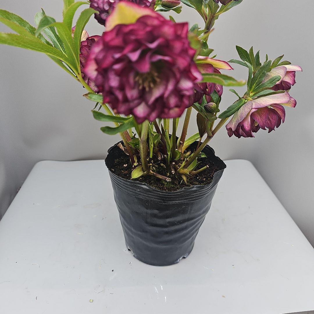 クリスマスローズレッド多弁系二種植え