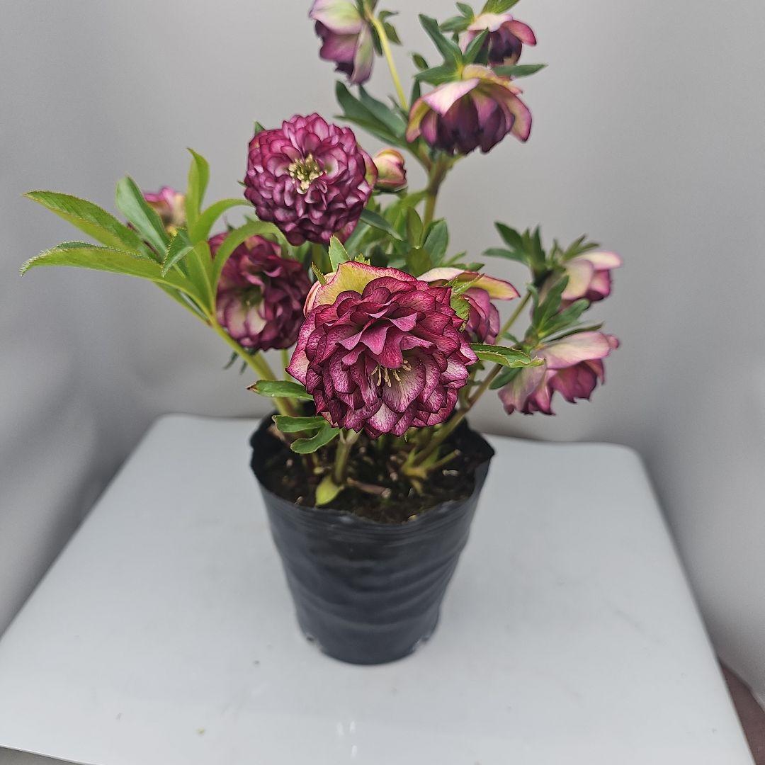 クリスマスローズレッド多弁系二種植え