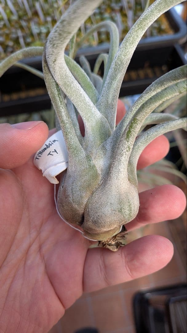 チランジア　Ty タイ便